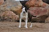 AMSTAFF ADULT 298